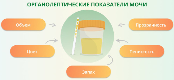 Анализы при анемии у женщин, мужчин, ребенка