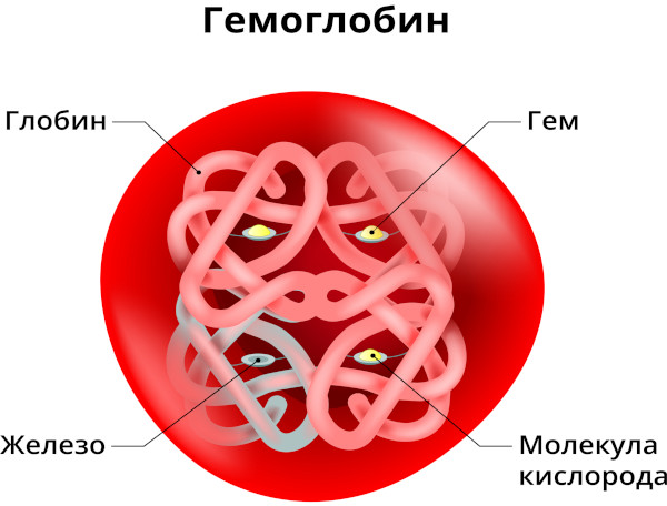 Анализы при анемии у женщин, мужчин, ребенка