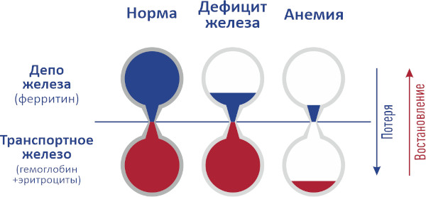 Анализы при анемии у женщин, мужчин, ребенка