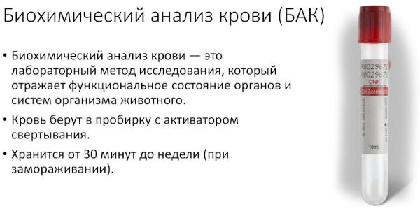 Биохимический анализ крови. Сколько делается, натощак или нет