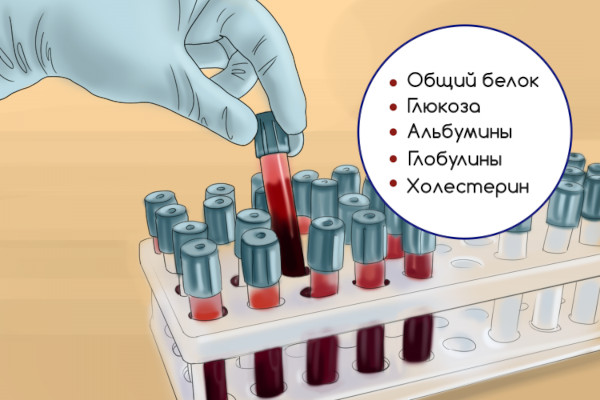 Биохимический анализ крови. Сколько делается, натощак или нет