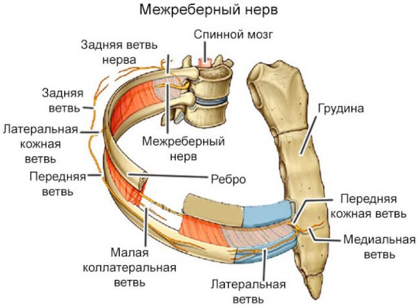 Болезненность молочных желез: жжение, покалывание, набухание. Причины