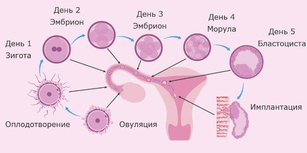 Болит спина при беременности на ранних сроках. Признаки, что делать