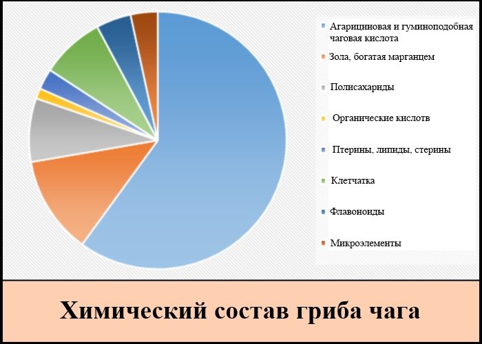 Чага. Лечебные свойства березового гриба, рецепты, способы применения. Противопоказания