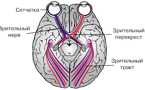 Черепно-мозговые нервы 12 пар. Таблица, анатомия, функции, локализация, ядра в ЦНС