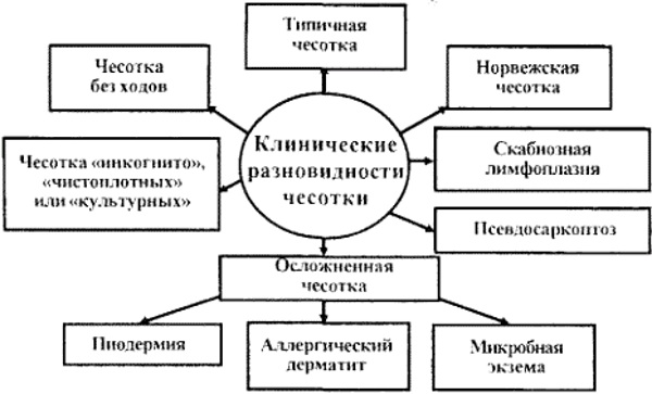 Чесотка у детей. Лечение, препараты, народные средства, что это такое, профилактика