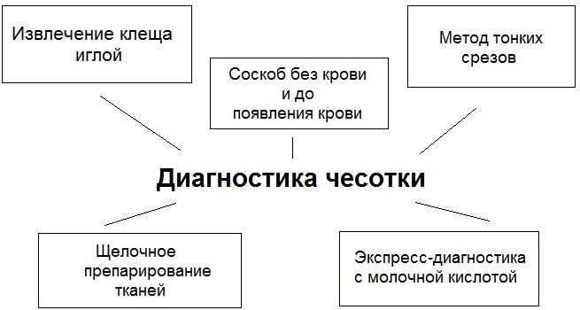 Чесотка у детей. Лечение, препараты, народные средства, что это такое, профилактика