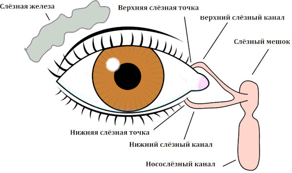 Дакриоцистит новорожденных. Фото, что это, массаж, лечение