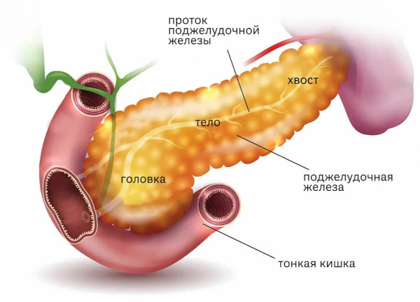Диагностика поджелудочной железы. Анализы, как проверить