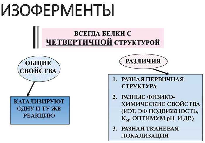Диета при приеме Варфарина. Список запрещенных продуктов при аритмии, после операции
