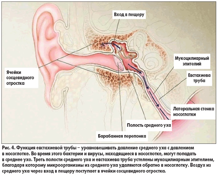 Евстахиева труба. Где находится, что соединяет, относится к какому уху, функции, болезни