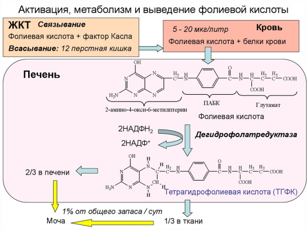 Фолиевая кислота. Для чего организму, зачем пить