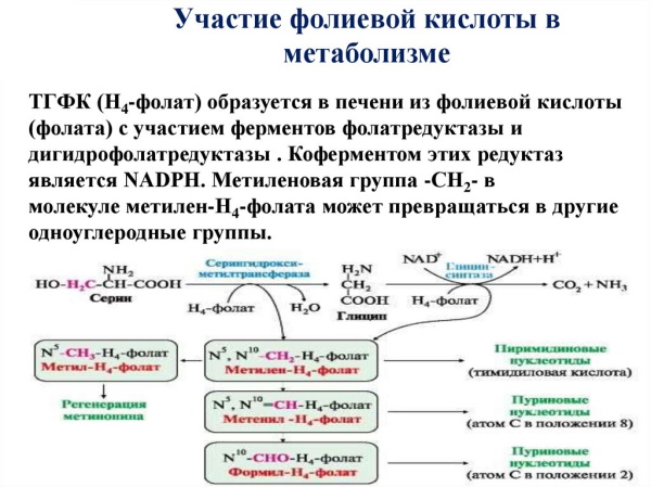 Фолиевая кислота. Для чего организму, зачем пить