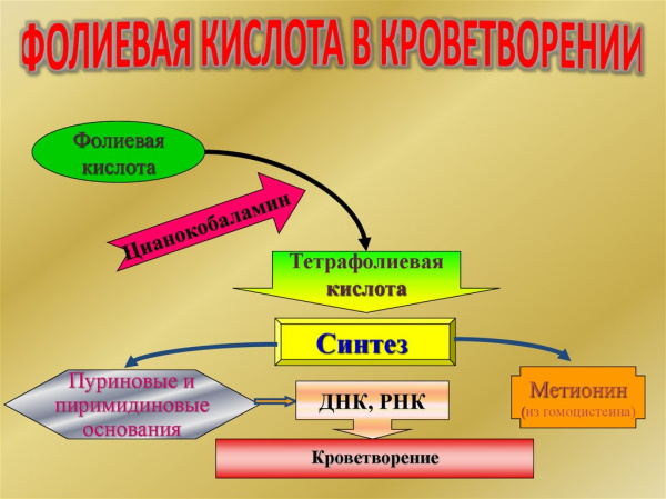 Фолиевая кислота. Для чего организму, зачем пить