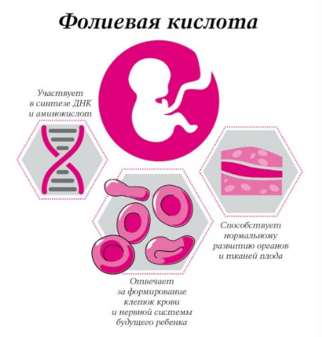 Фолиевая кислота. Для чего организму, зачем пить