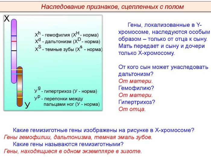 Как передаются гены по наследству. Генетика от родителей к детям
