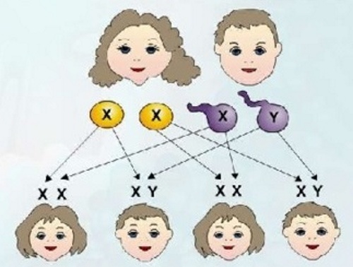 Как передаются гены по наследству. Генетика от родителей к детям