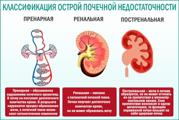 Генитрон (Genitron) уколы. Инструкция по применению, цена