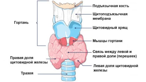 Гипотиреоз. Симптомы у женщин в менопаузе, при беременности. Лечение, последствия, рекомендации