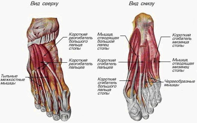Голеностопный сустав. Фото, где находится, анатомия, кровоснабжение, связки