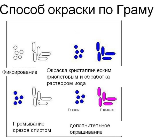 Грамположительные и грамотрицательные бактерии. Что это такое