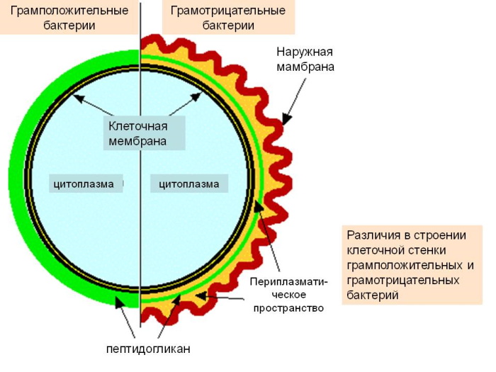 Грамположительные и грамотрицательные бактерии. Что это такое