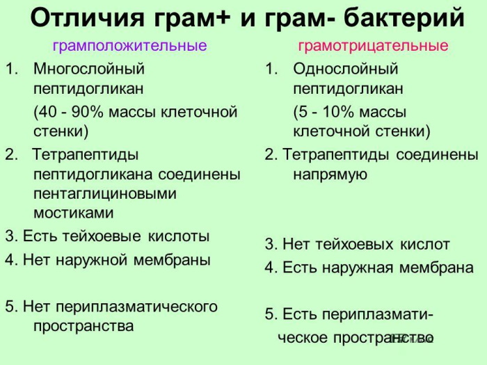 Грамположительные и грамотрицательные бактерии. Что это такое