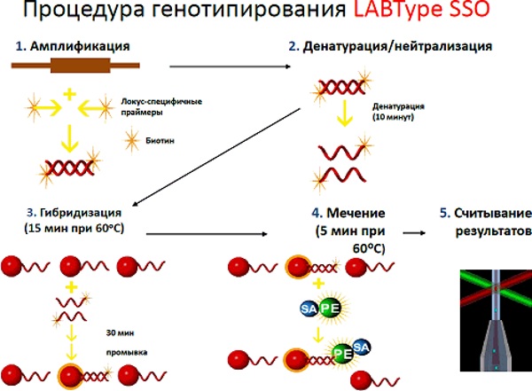 HLA типирование супругов. Что это такое, цена, анализ на генетическую совместимость, классы, расшифровка, как подготовиться