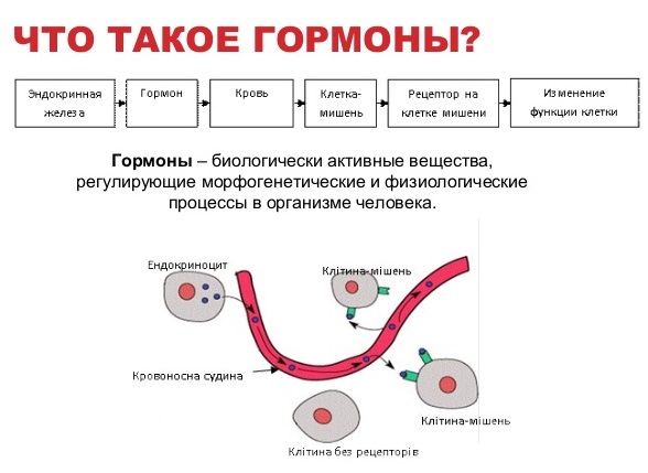 Гормоны как влияют на вес, набор веса у женщин, мужчин, как сбросить лишнее или набрать вес