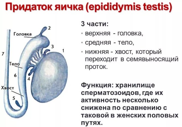 Киста придатка яичка у мужчин. Последствия сперматоцеле