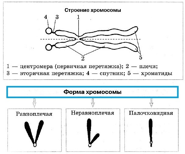 Сколько хромосом у человека в норме. Количество, классификация, патологии