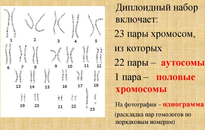 Сколько хромосом у человека в норме. Количество, классификация, патологии