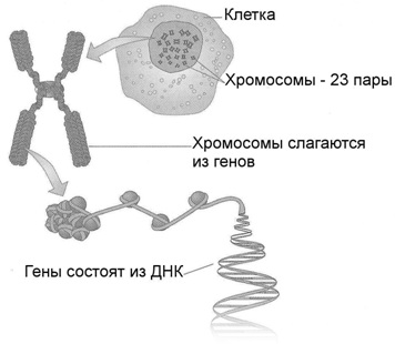 Сколько хромосом у человека в норме. Количество, классификация, патологии