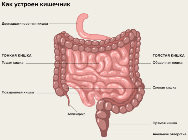 Колит кишечника у ребенка. Симптомы и лечение