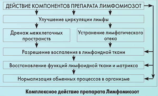 Лимфомиозот. Инструкция по применению взрослым: капли, таблетки
