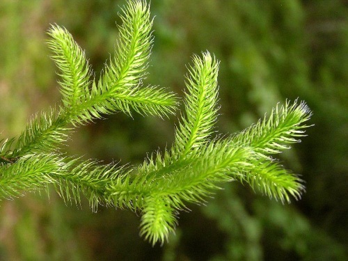 Ликоподиум (Lycopodium) гомеопатия. Показания к применению, инструкция, цена, отзывы
