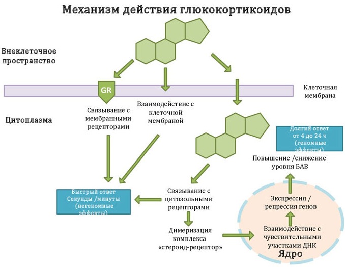 Флостерон уколы. Инструкция по применению, цена 1 ампулы, отзывы
