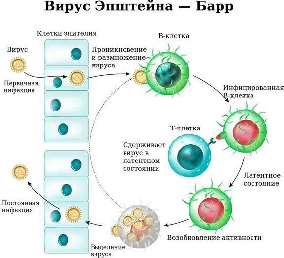 Мононуклеоз анализ крови: показатели, расшифровка, лечение