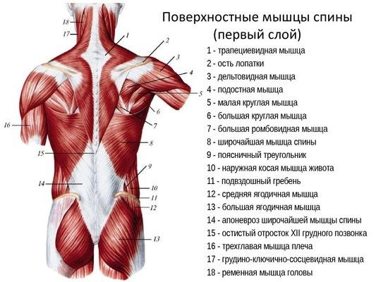 Мышцы человека для массажа. Анатомия, схема с названиями, подписями