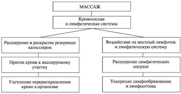 Мышцы человека для массажа. Анатомия, схема с названиями, подписями