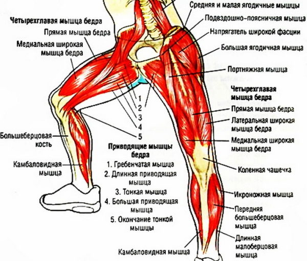 Мышцы человека для массажа. Анатомия, схема с названиями, подписями