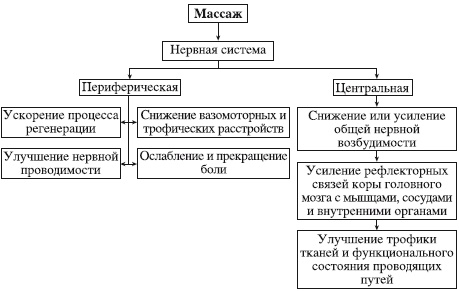Мышцы человека для массажа. Анатомия, схема с названиями, подписями