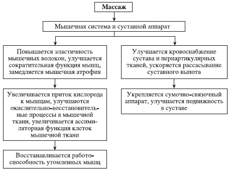 Мышцы человека для массажа. Анатомия, схема с названиями, подписями