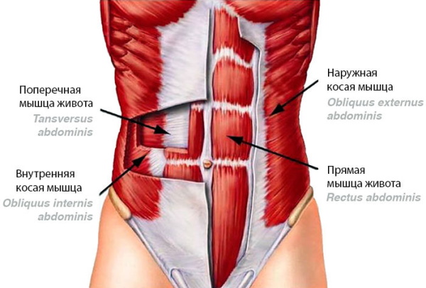 Мышцы человека для массажа. Анатомия, схема с названиями, подписями