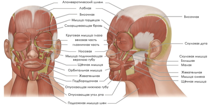 Мышцы человека для массажа. Анатомия, схема с названиями, подписями