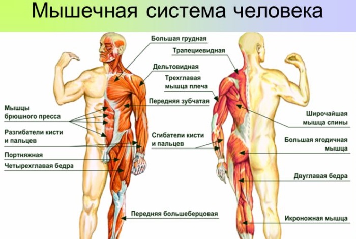 Мышцы верхних и нижних конечностей. Названия и функции, физиологическое строение человека