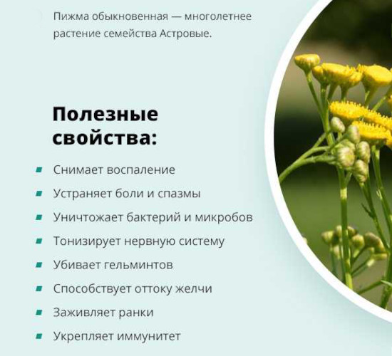 Народные средства от геморроя у мужчин. Эффективные рецепты