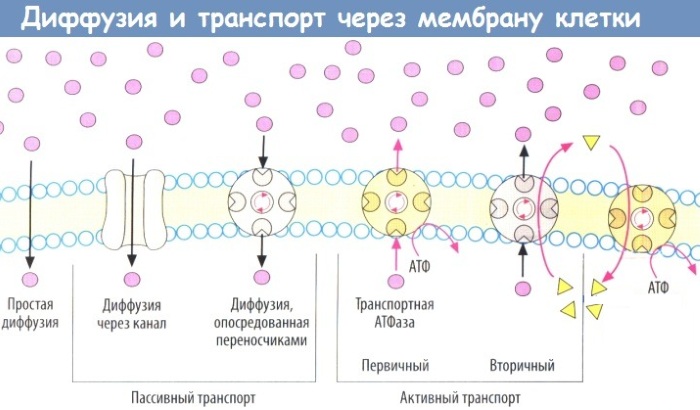 Наружный способ введения лекарственных средств. Преимущества, недостатки, как проводится, алгоритм