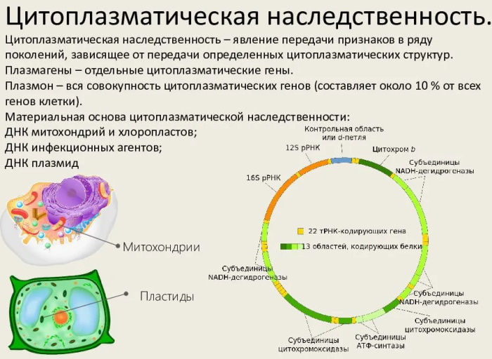 Наследственность человека в биологии. Что это такое, генетика, x y хромосомы, виды