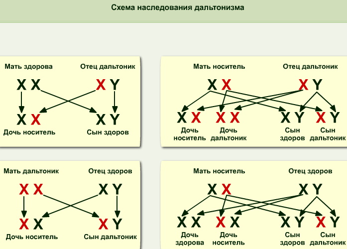 Наследственность человека в биологии. Что это такое, генетика, x y хромосомы, виды